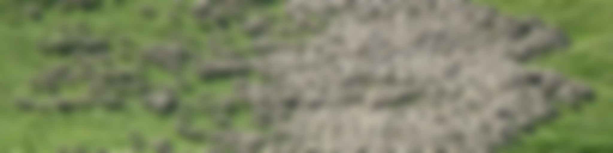 Herd of sheep running on green grass field