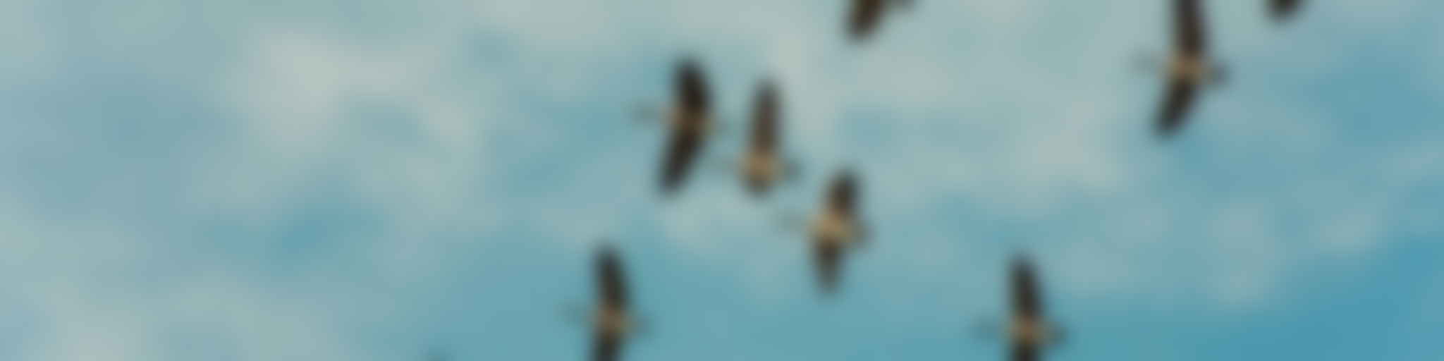 A flock of birds flying in a V formation against a cloudy sky